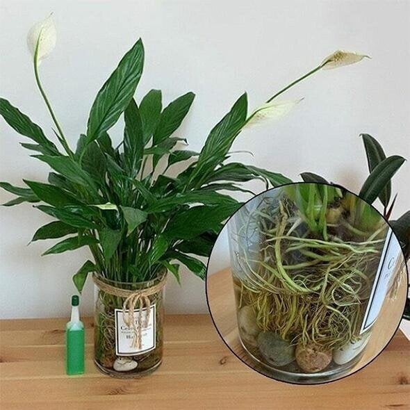 Magical Hydroponic Liquid Fertilizer