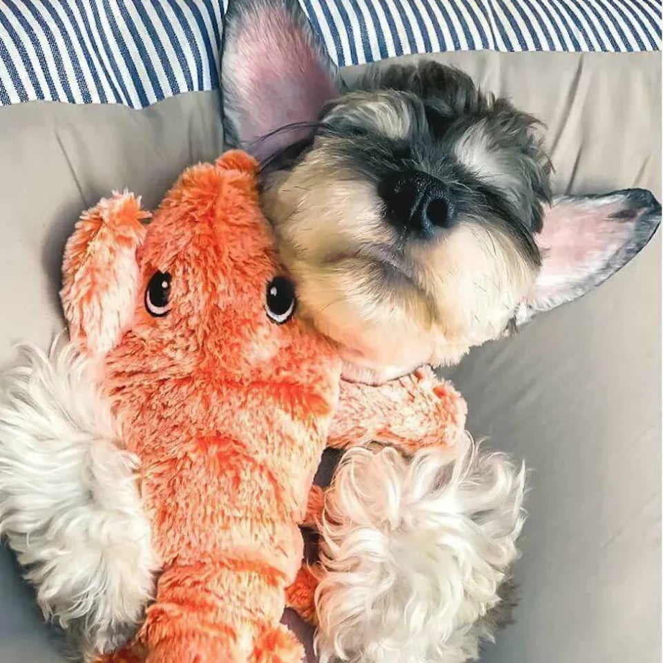 Interactive Dog Toy with Lobster