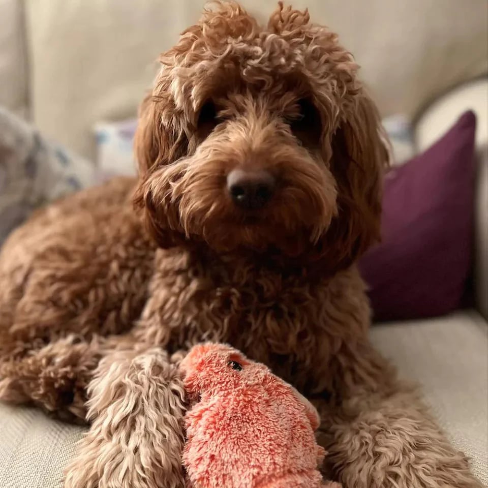 Interactive Dog Toy with Lobster