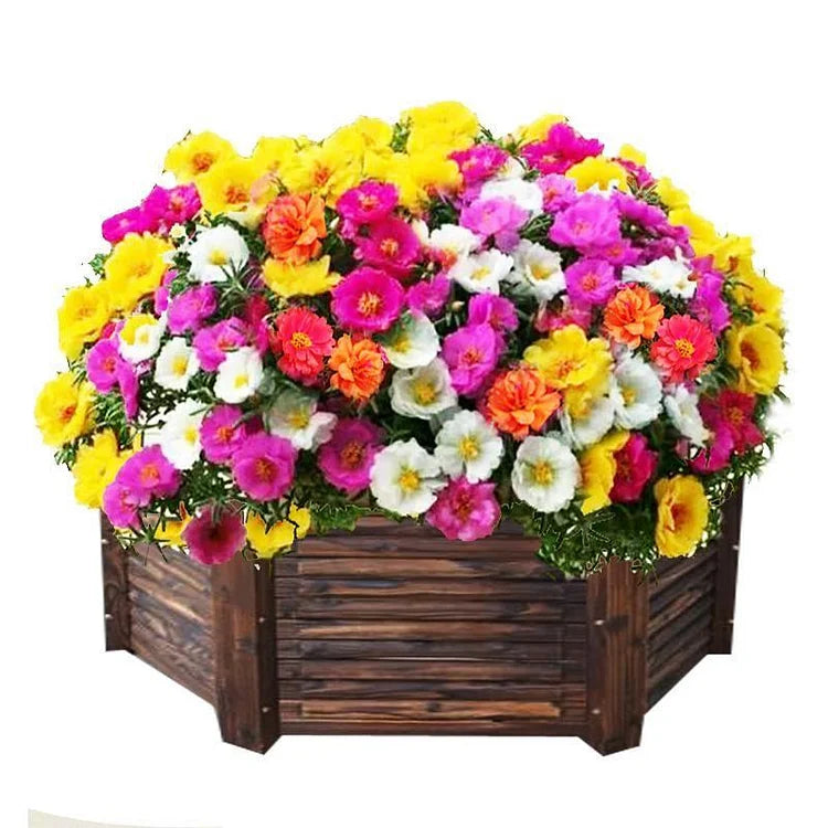 Petal Sunflower Seeds (10,000 Pieces)