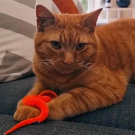 Wackelball für Katzen